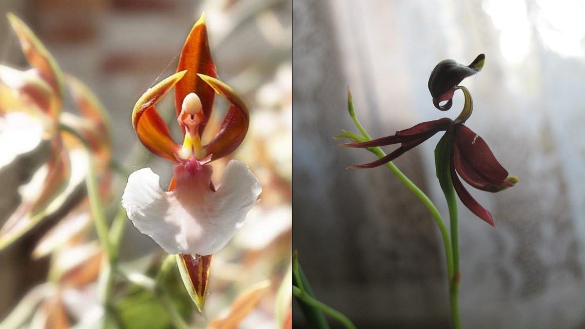 15 Beautiful Doppelganger Flowers that Will Make You Look Twice