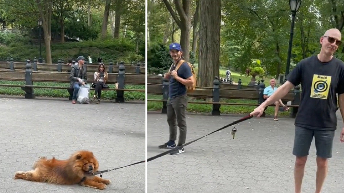 Adorable Chow Chow Refusing to Walk