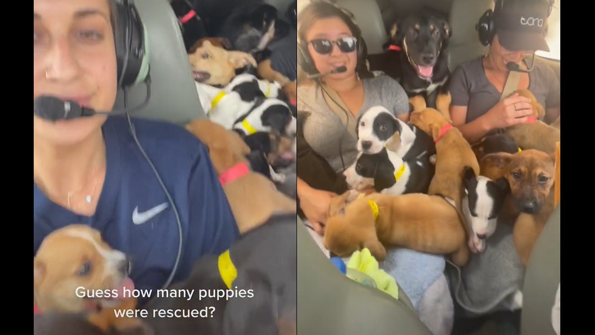 Adorable TikTok Shows Rescue Flight Filled with Puppies