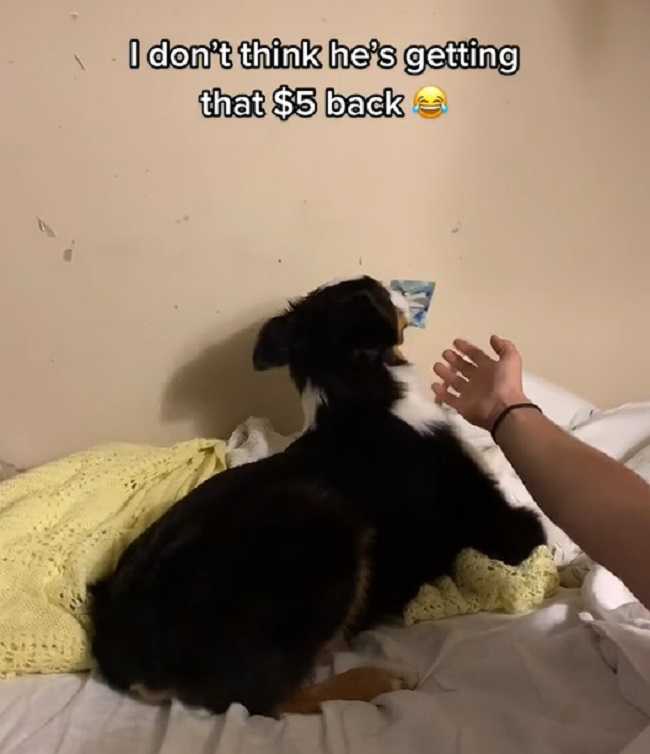 Dog Won't Return $5 Dad Gave him to Stop Barking