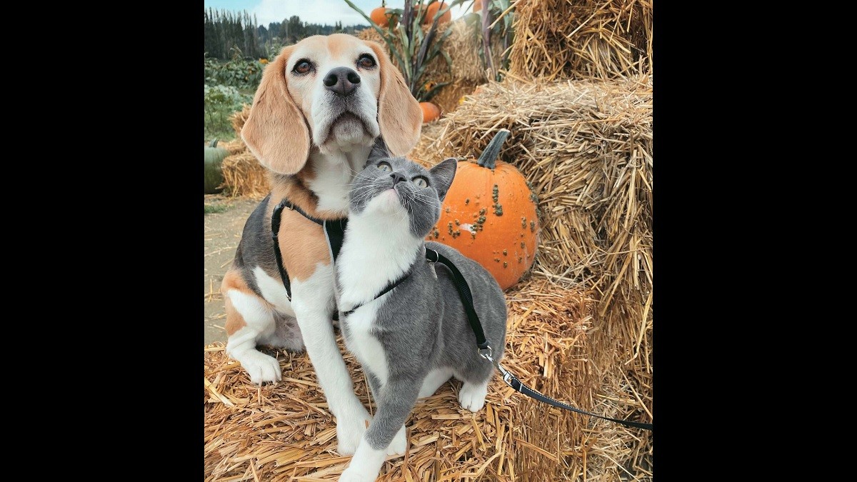 Beagle and Cat BFFs Have the Most Adorable Pumpkin Patch Photoshoot