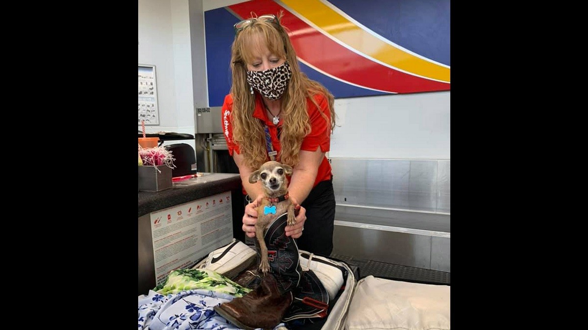 Couple Finds Stowaway Pet Chihuahua in their Suitcase Before their Flight
