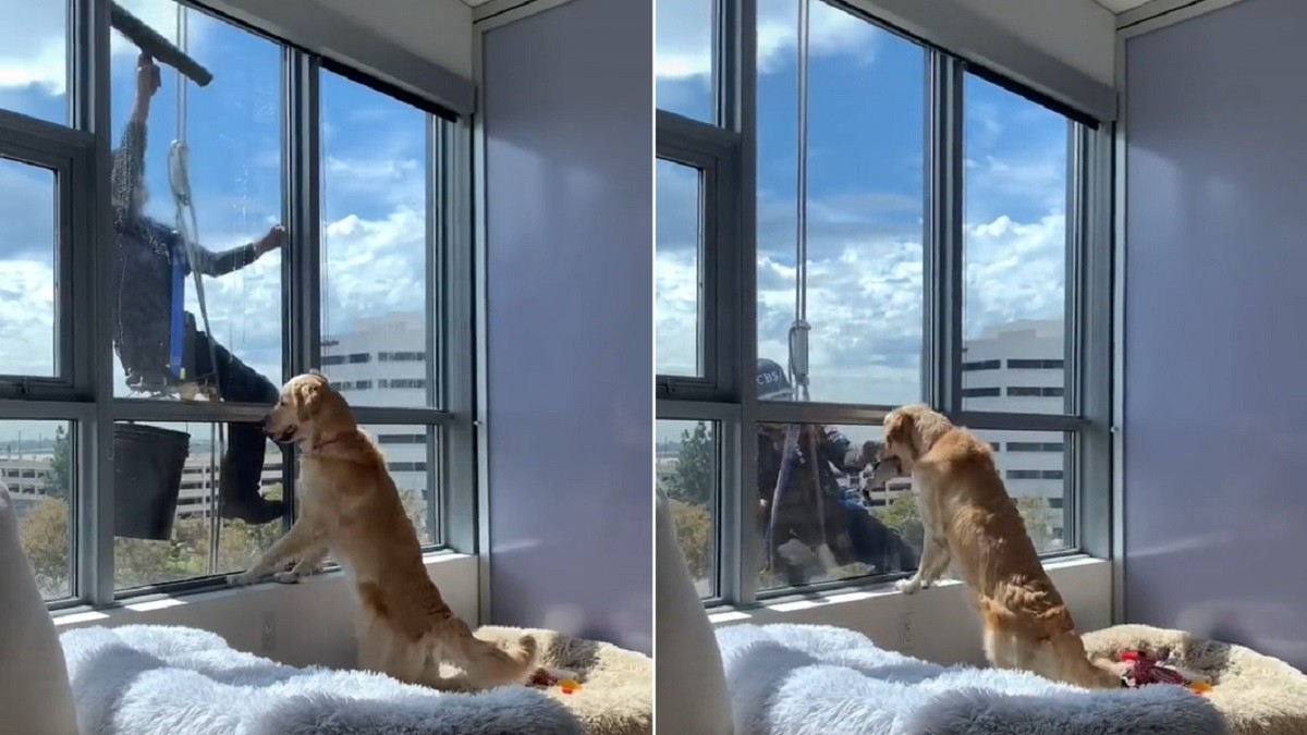 Friendly Dog Asks Window Cleaner to Play with Her