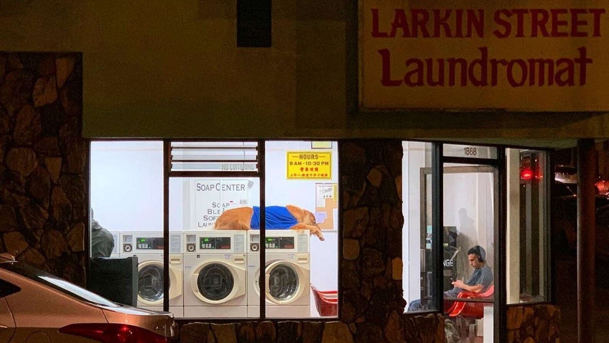 Laundromat Dog Loves Napping on Washing Machines