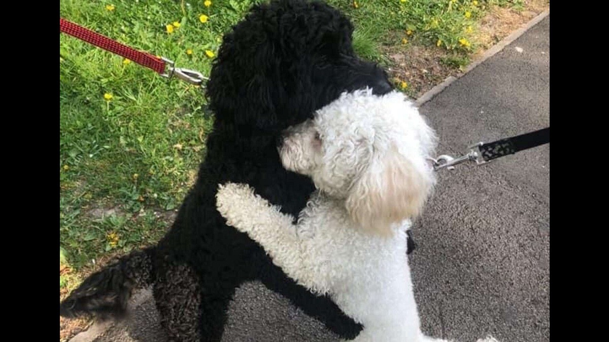 Long-Lost Dog Siblings Hug after Recognizing Each Other