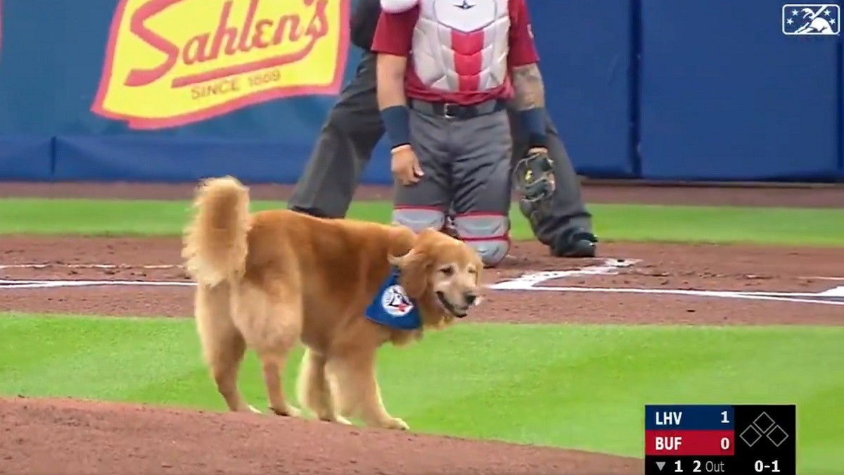 Overexcited Bat Dog Runs Onto Field During Minor League Baseball Game