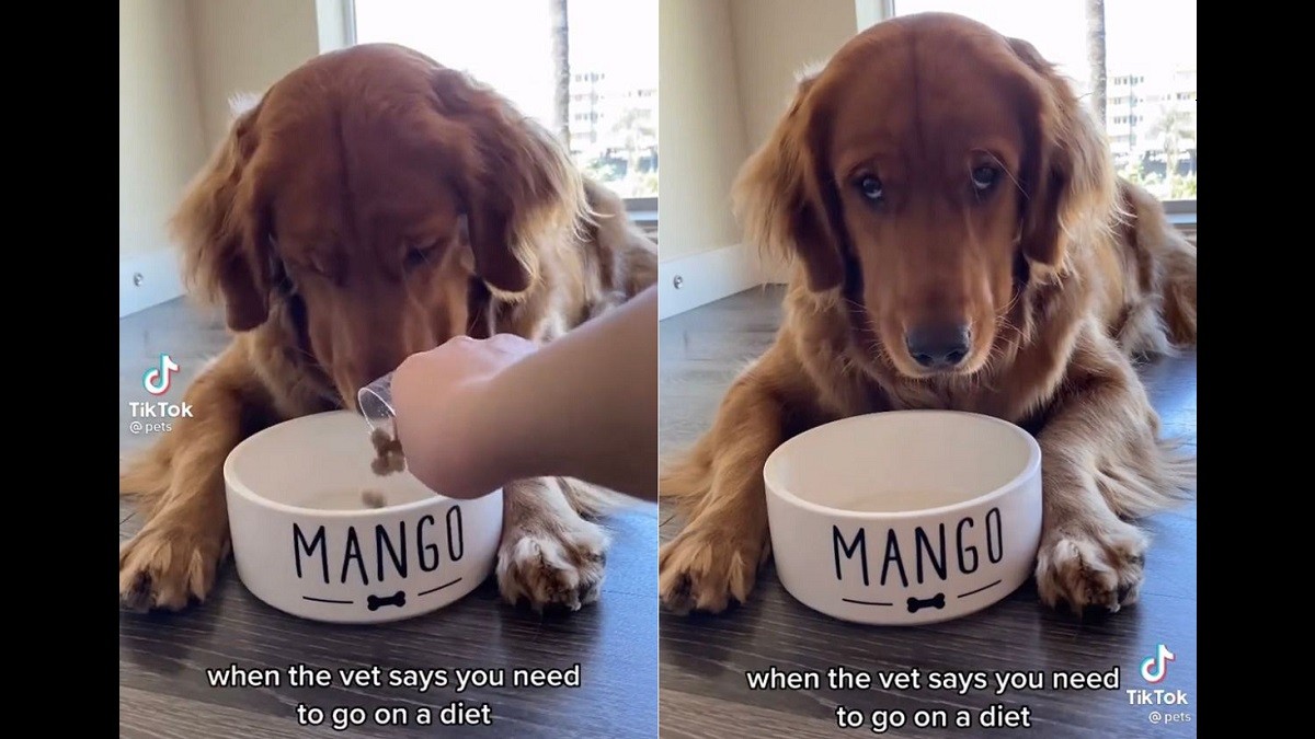 Pup angrily stares down the camera after owner puts her on diet