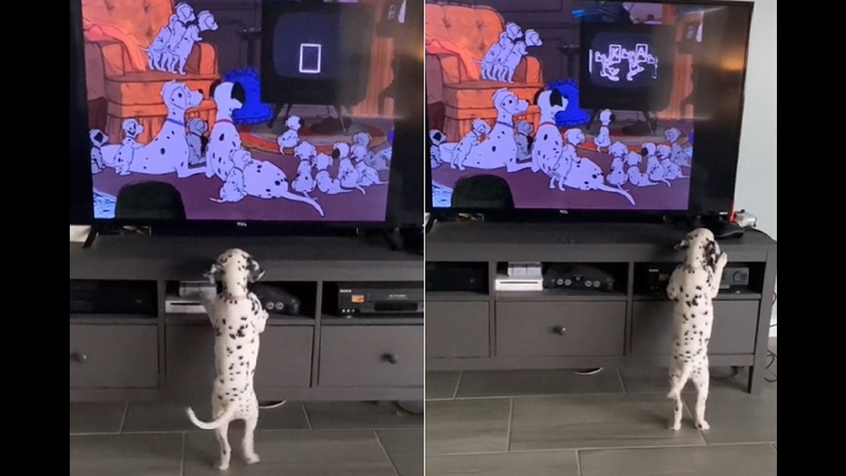 Puppy gets excited over seeing fellow Dalmatians in Disney film