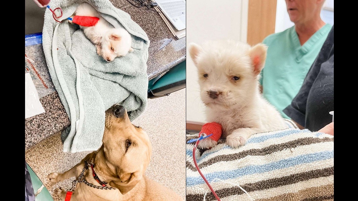 Vet's Dog Helps Save Tiny Rescue Puppy with Blood Transfusion