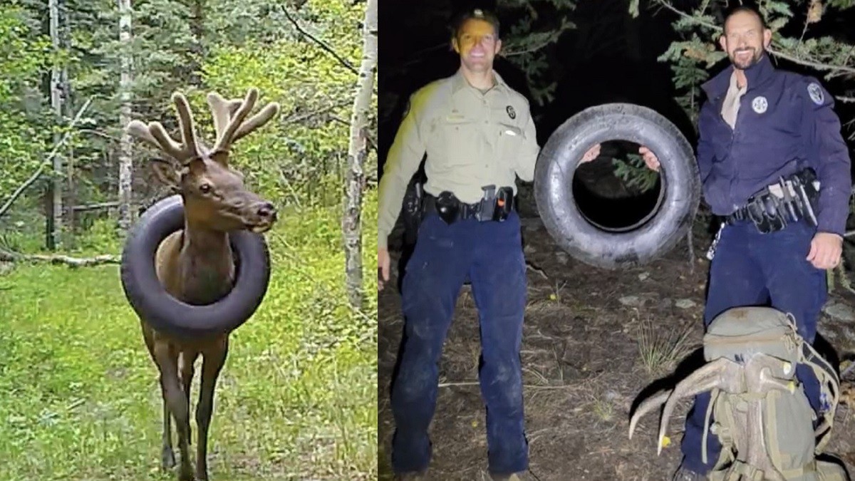 Wildlife officials free elk from tire he was stuck in for 2Yrs