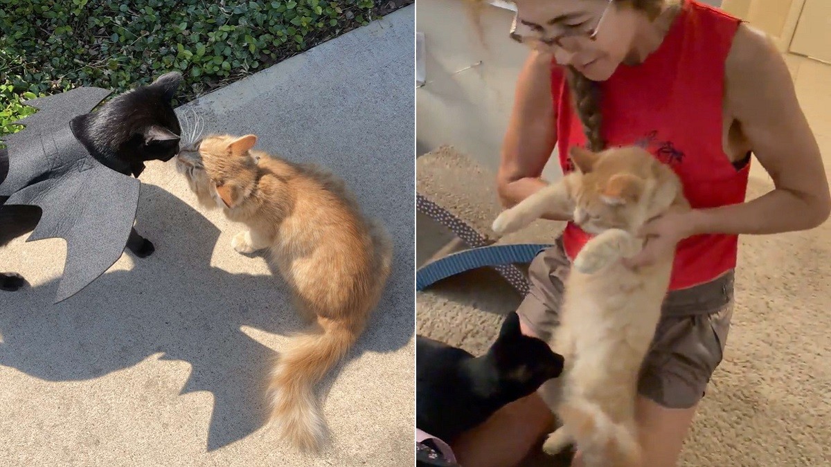 Woman Instantly Adopts Cat's BFF from Neighbor Who's Moving Out