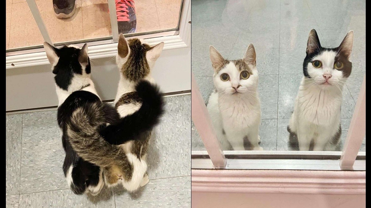 bonded cats at shelter wait to be adopted together