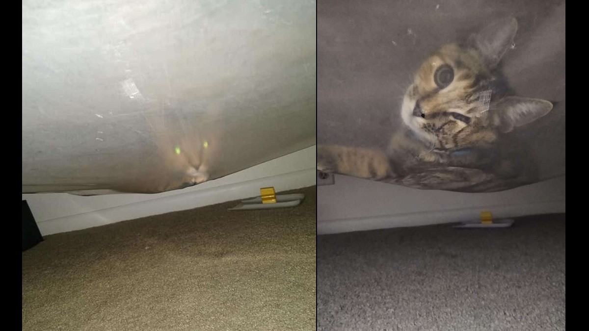 cat monster under bed