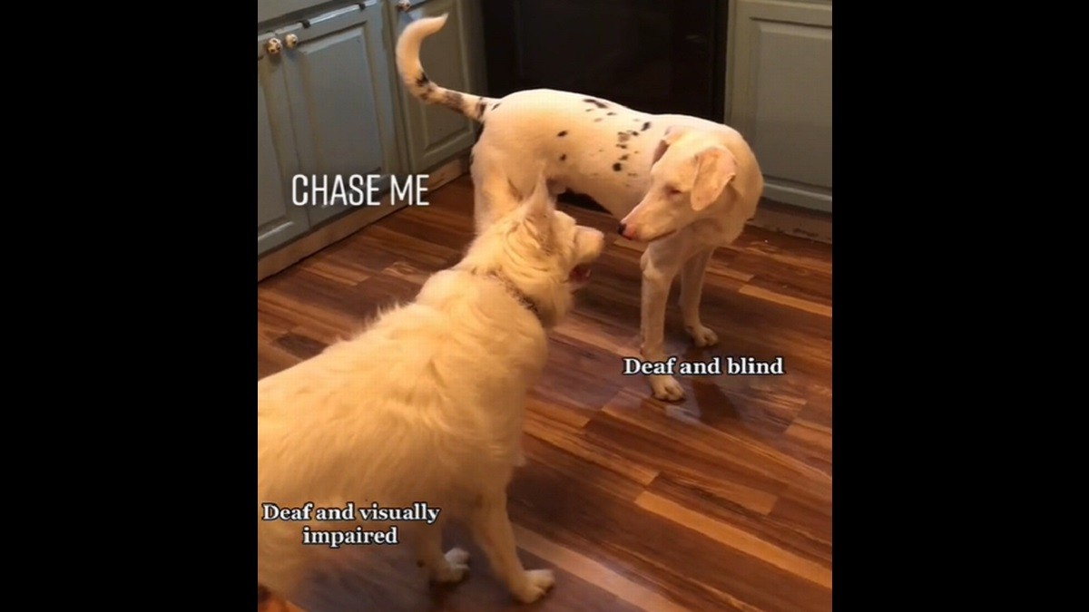 deaf and blind dogs play together