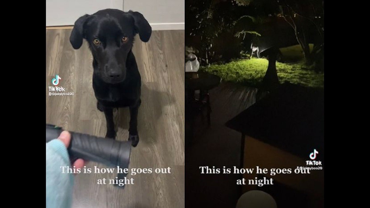 dog uses flashlight when going out at night