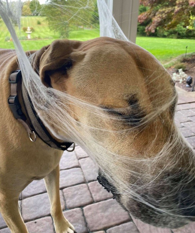 Curious Dog Gets Entangled in Halloween Decorations
