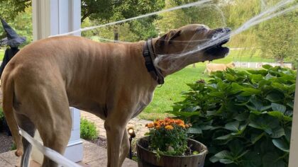 great dane messes up halloween decorations