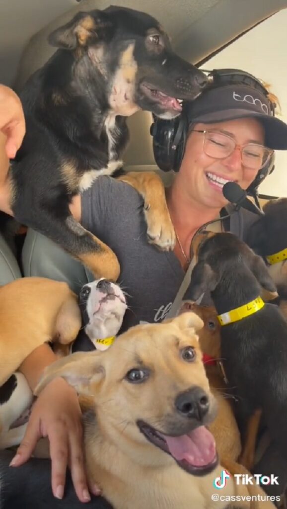 Rescue Flight Filled with Puppies