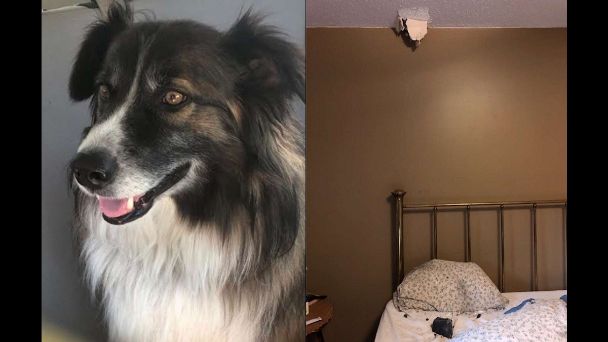 rescue dog wakes up owner before meteor crashes onto her bed