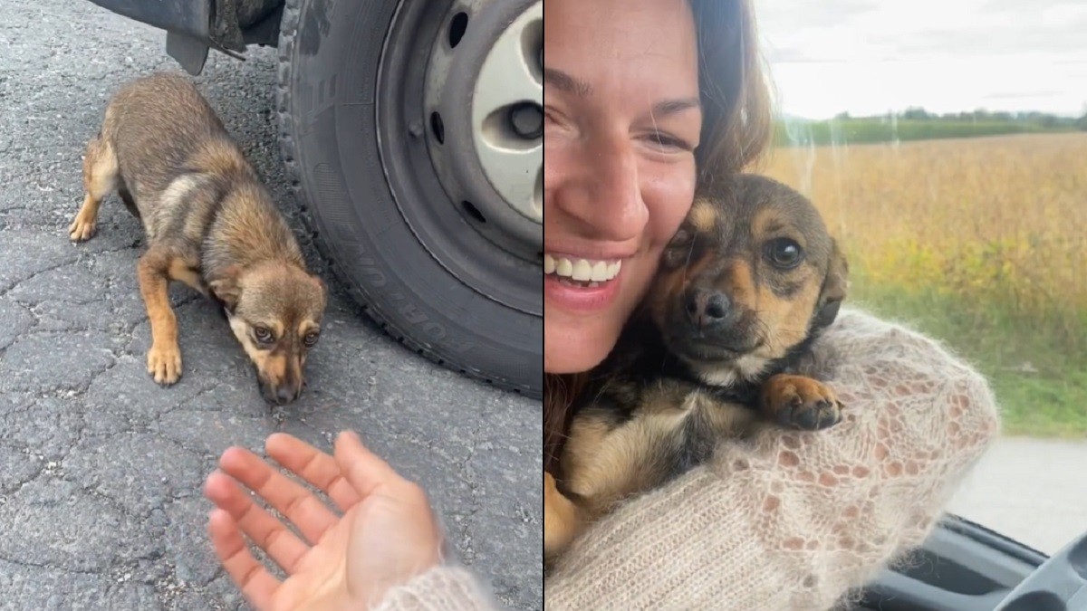 woman rescues dog abandoned roadside