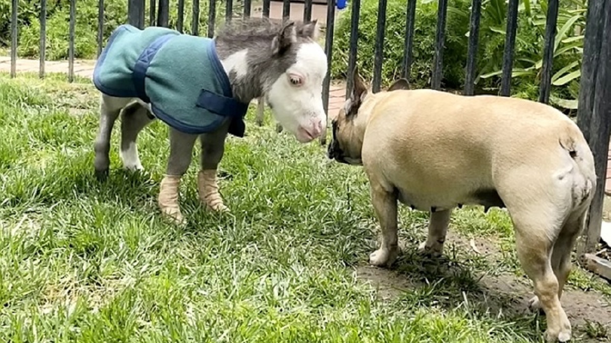 Abandoned miniature horse finds love with new family and 3 bulldogs