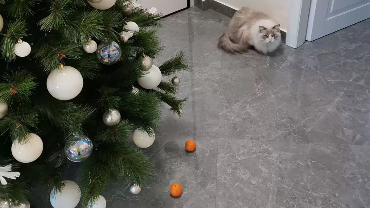 Christmas Tree's Tangerine 'Force Field' Keeps Cat Away