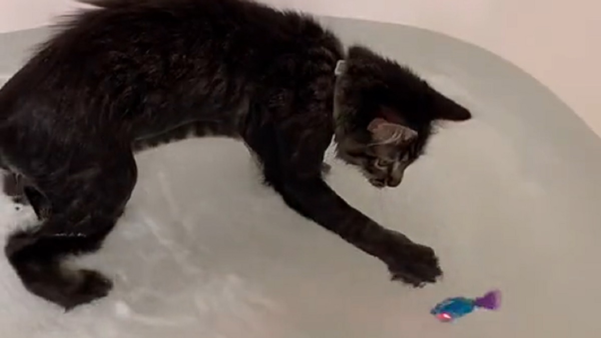 Curious Kitten Jumped Into Bathtub and now Loves Water