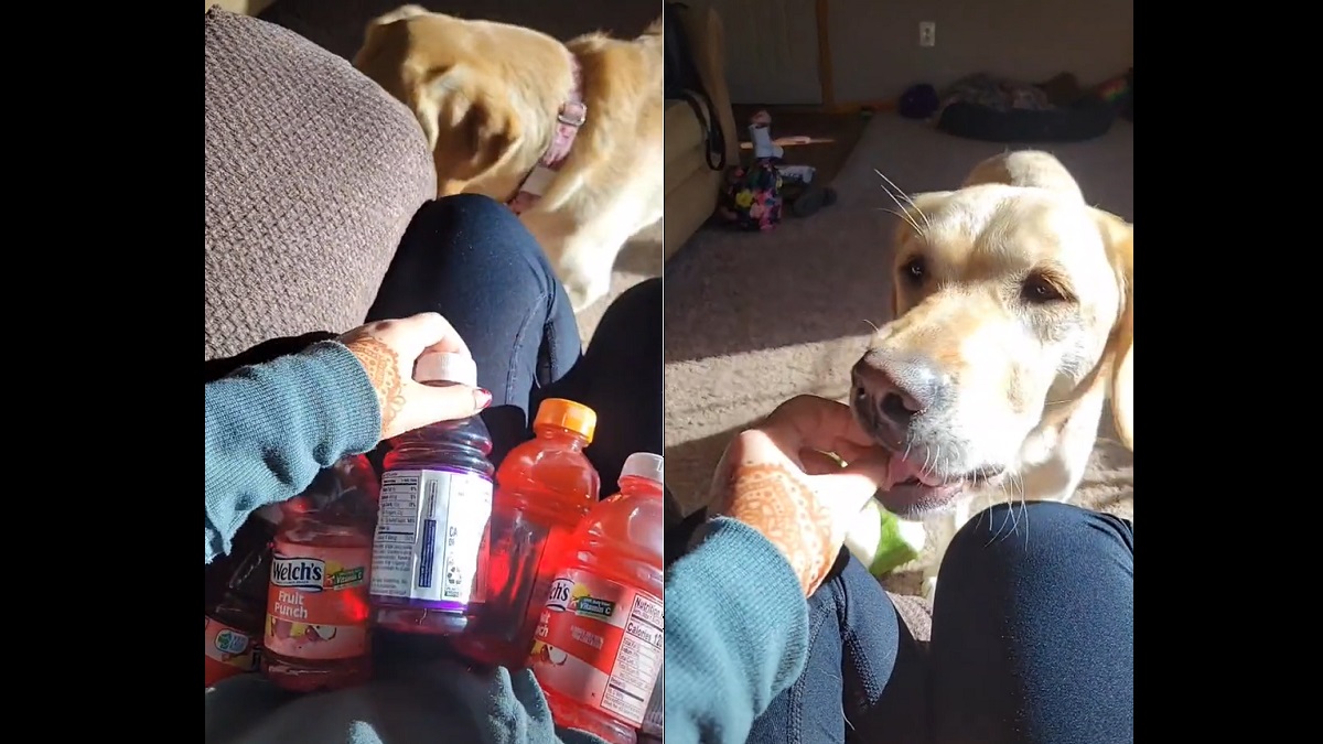 Diabetes alert dog keeps bringing mom more juices to get more treats