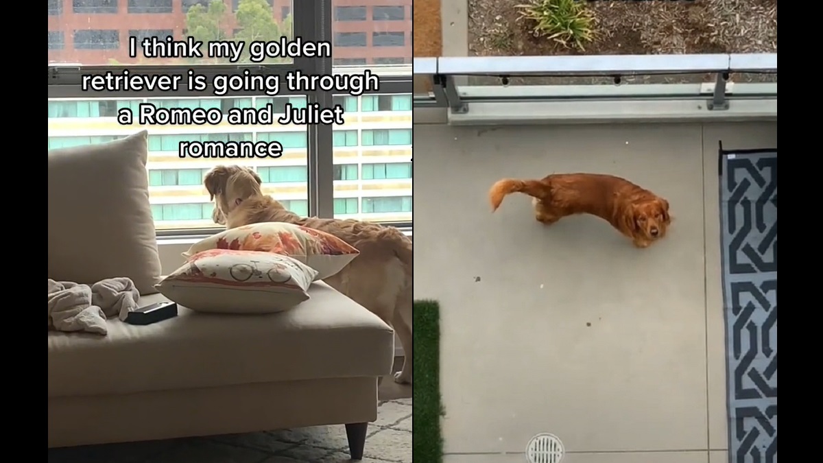 Dog Finds Love Across Balcony, Romeo and Juliet Style