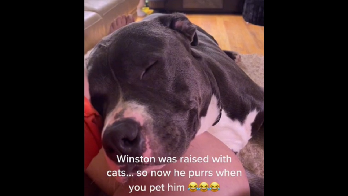 Dog Raised With Cats Purrs When He's Petted