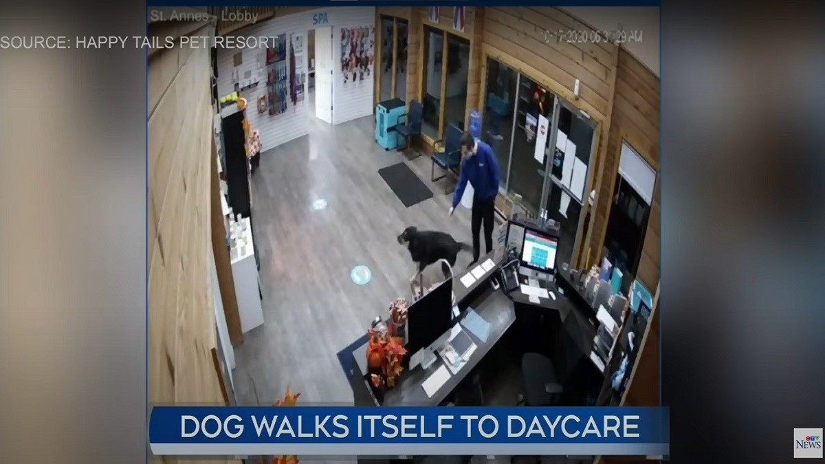 Dog who misses doggy daycare checks herself in