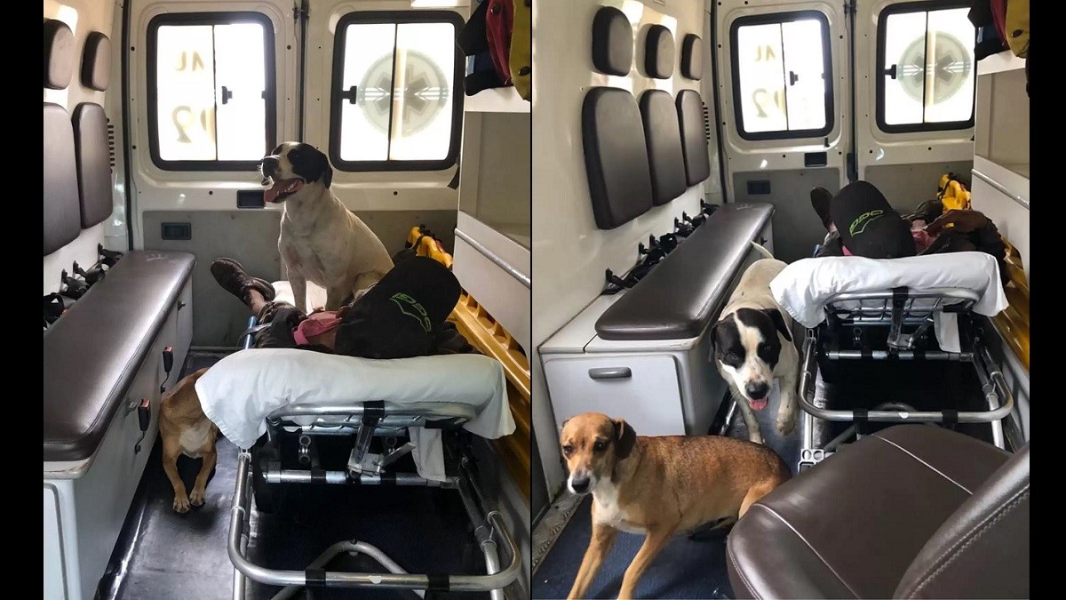 Dogs Stay Beside Owner inside Ambulance