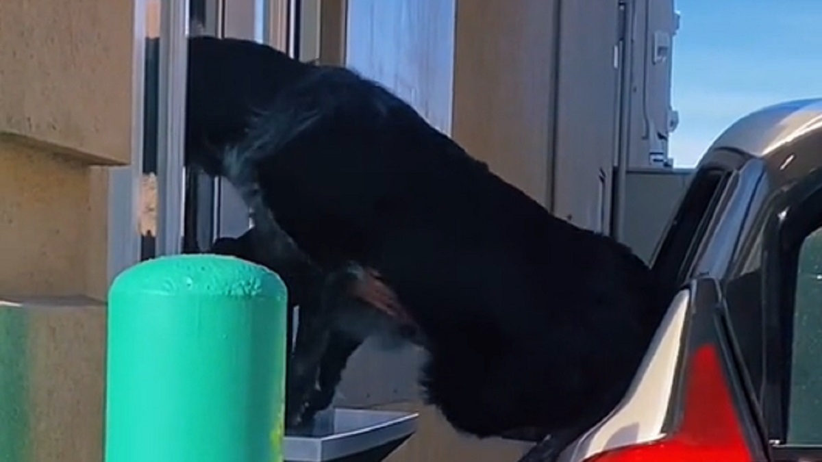Excited Dog Climbs Over Starbucks Window for Puppuccino