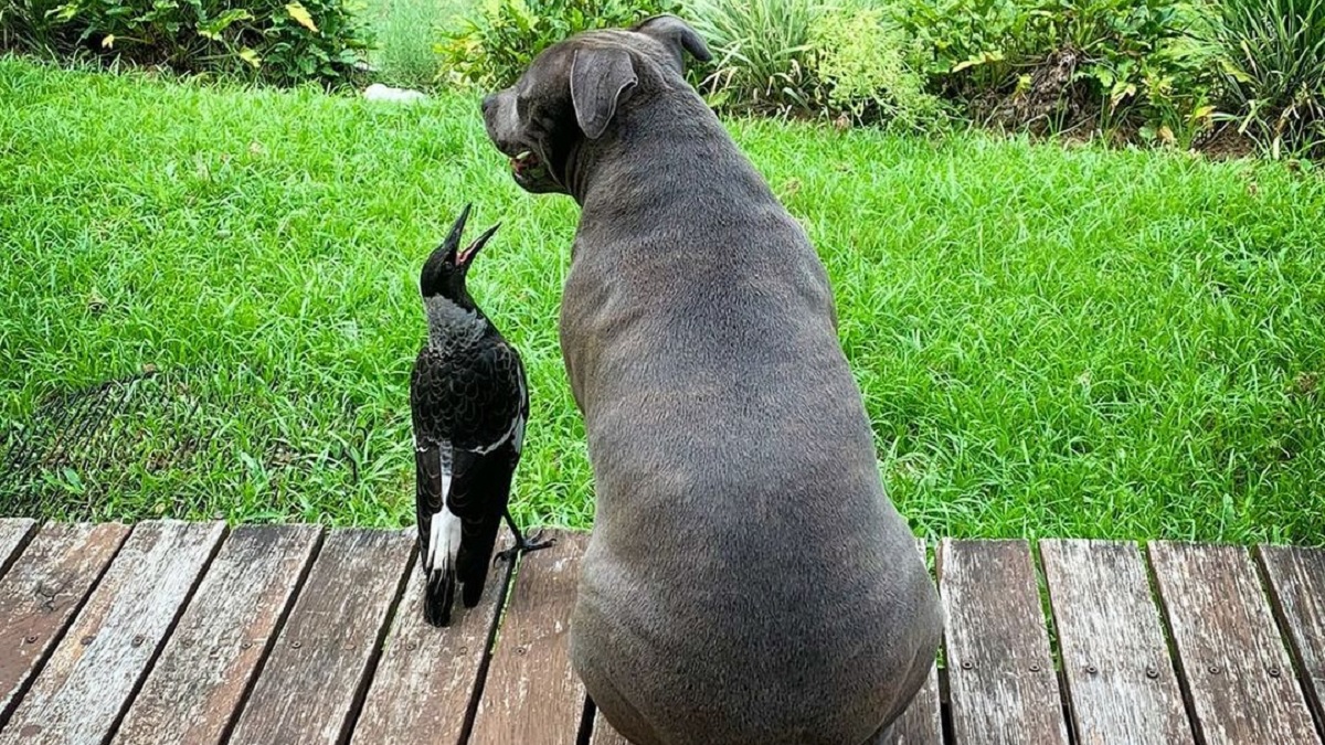 Pit Bull Becomes Mom to Rescued Magpie