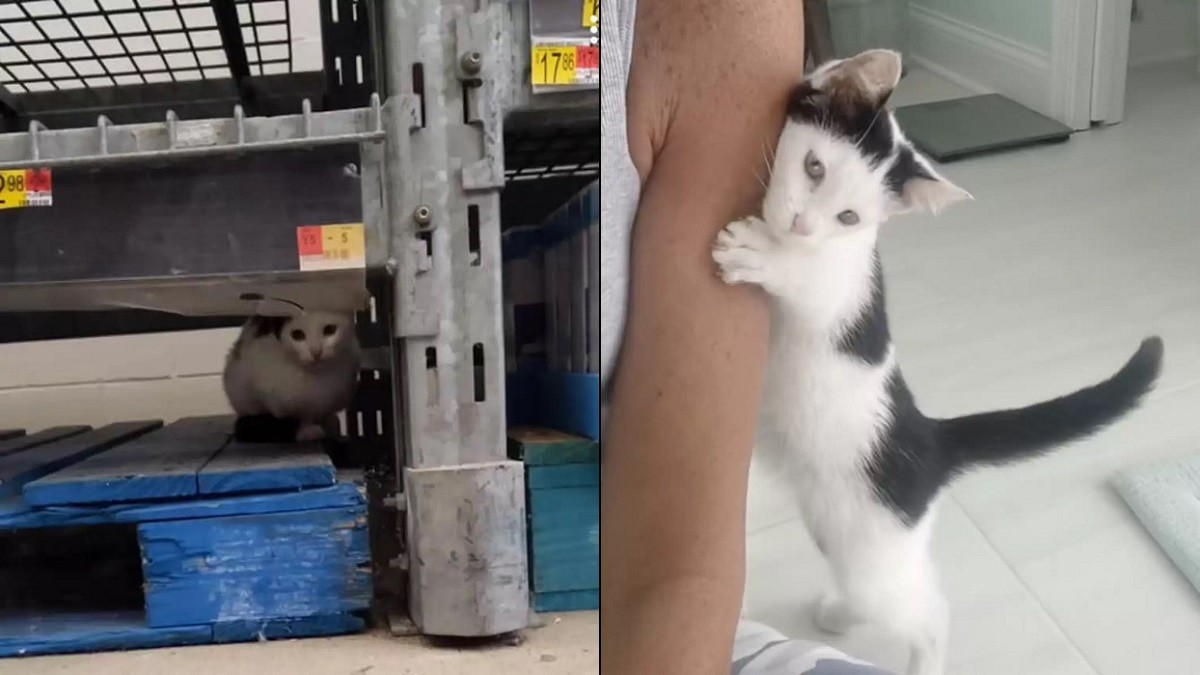 Woman Cares for Kitten Found in Walmart