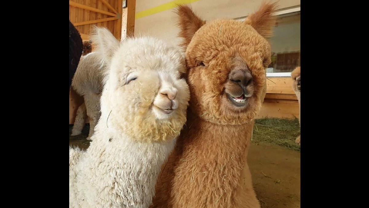 adorable alpacas