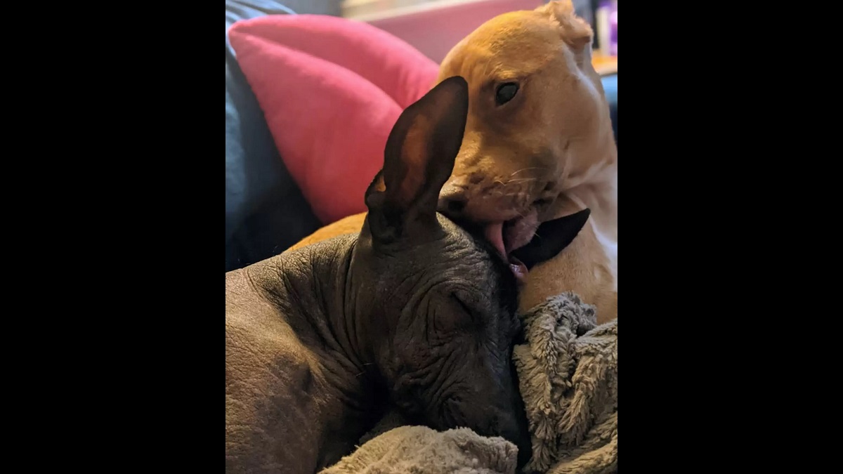 awkward clingy dog loves kissing sister