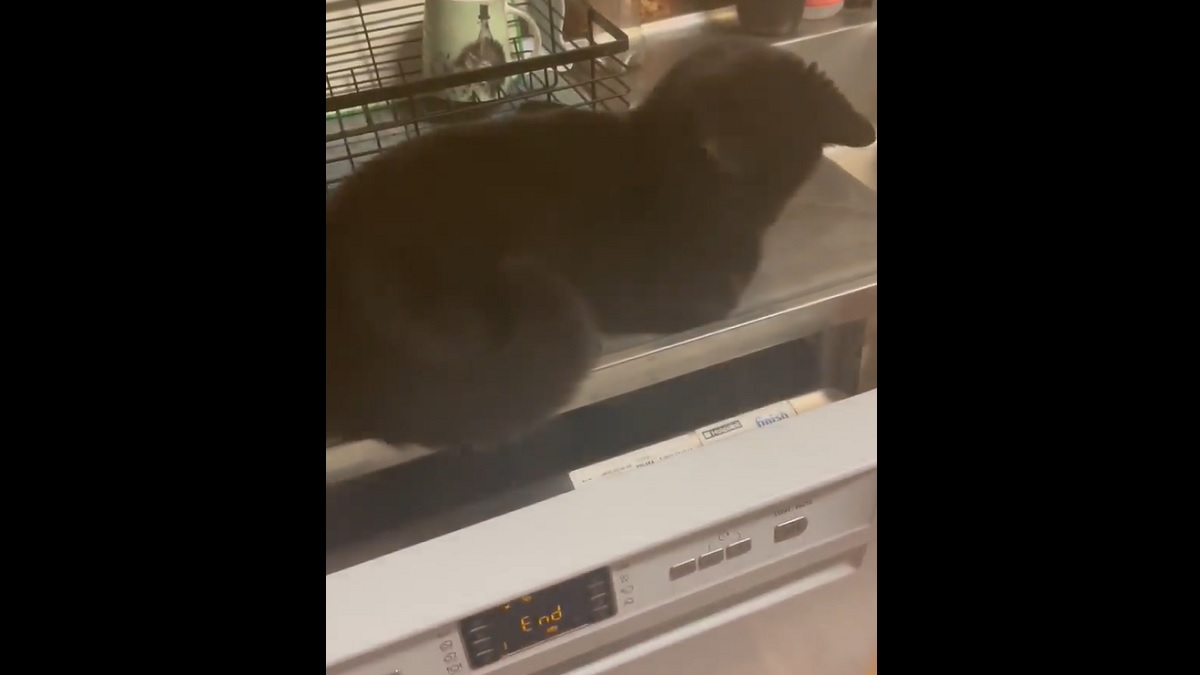 cat watches dishwasher cycle