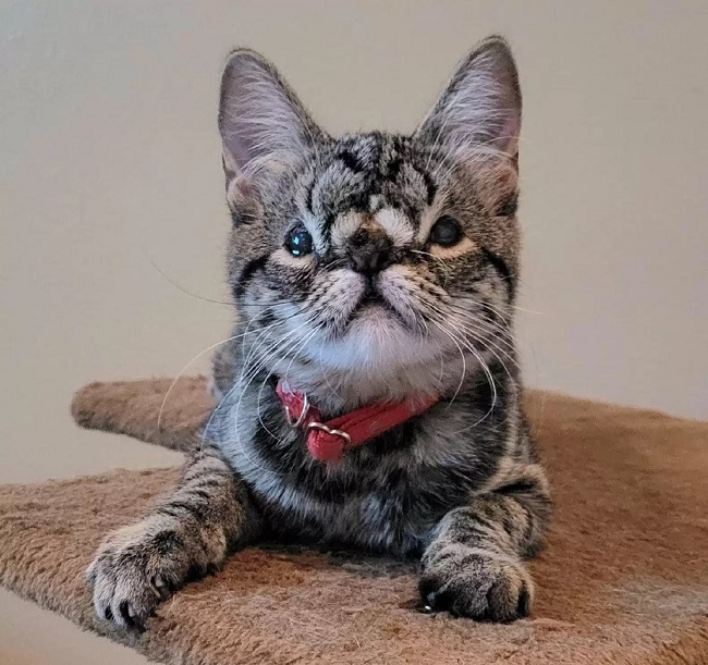 This Unique-Looking Cat is Waiting for Someone to Adopt her