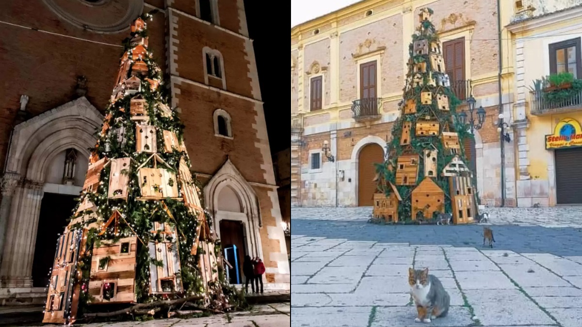 cats claim town Christmas tree
