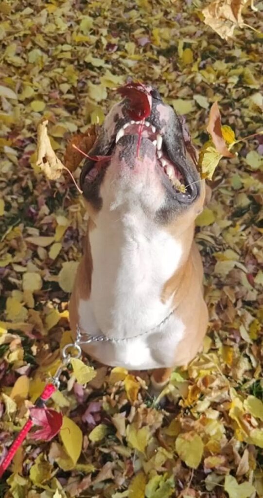 Dog has Adorably Hilarious Fall Photo Shoot