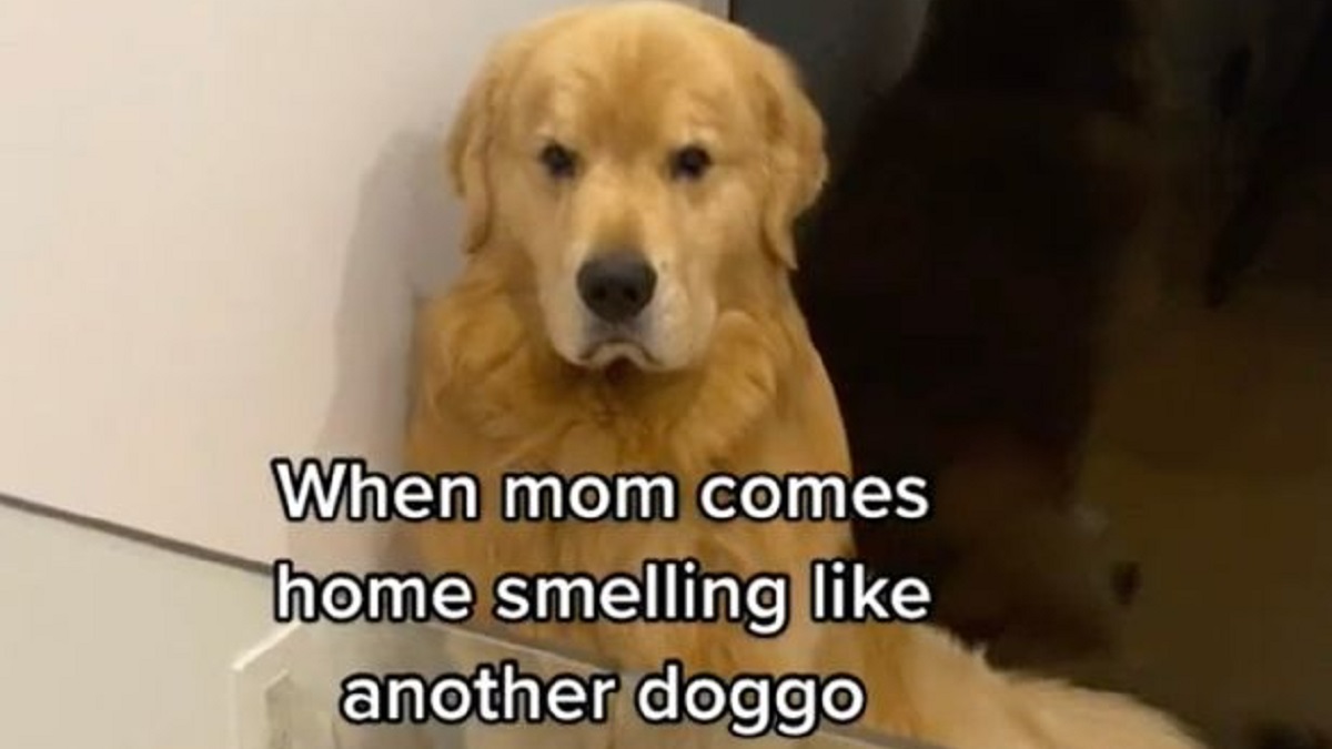 dog gives death stare to owner who smelled like another dog