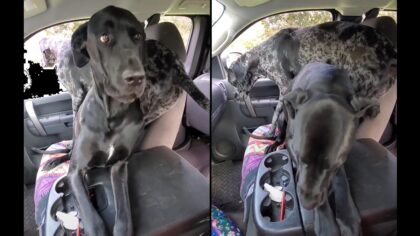 dog siblings fight over shotgun seat