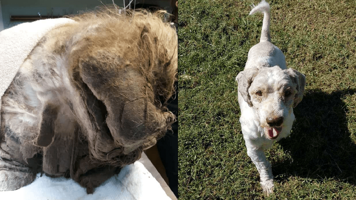 dog unrecognizable under 15 pounds of matted fur