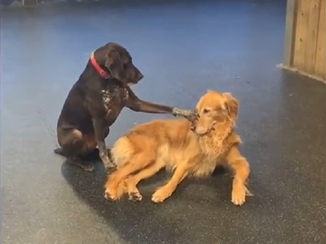 Friendly Dog Loves Petting Other Dogs at Daycare
