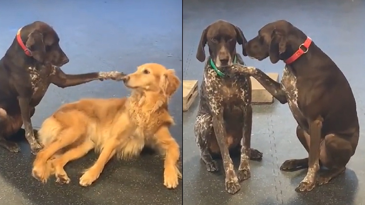 friendly dog pets others at doggy daycare