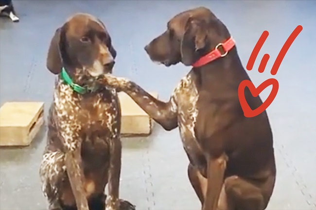 Friendly Dog Loves Petting Other Dogs at Daycare