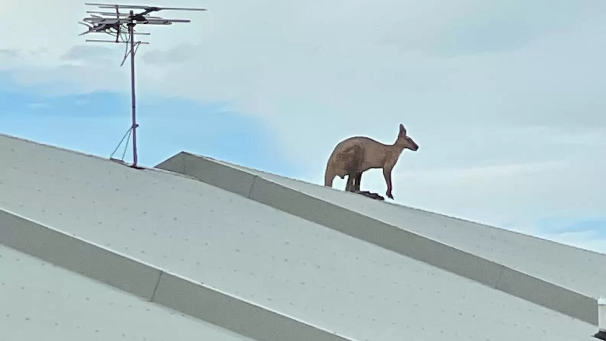 kangaroo on a roof