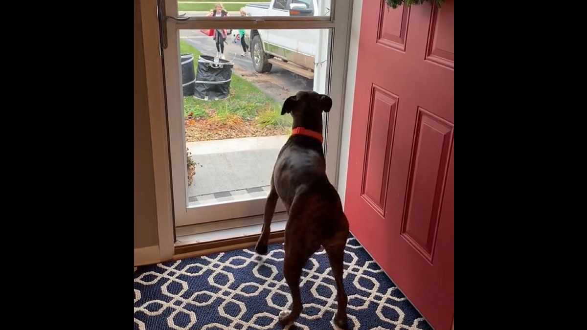 pup shakes her booty when seeing owners come home