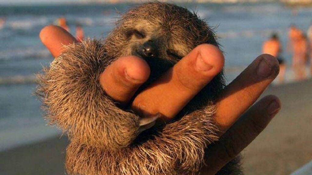 15 Adorable Pictures that Appreciate Sloths - :) Healthy Happy News